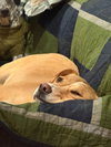 Sadie - Photo 3