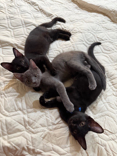 SHOYU - Domestic Short Hair available for adoption