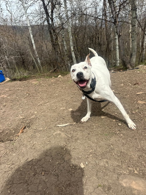 SNOW - Pit Bull Terrier available for adoption