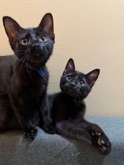WASABI - Domestic Short Hair available for adoption