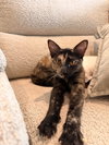 Lola - Photo 1