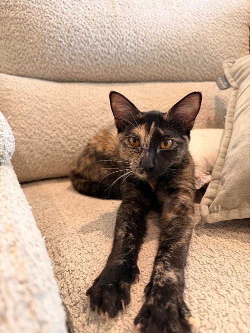 LOLA - Domestic Short Hair available for adoption
