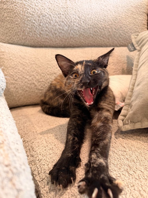 LOLA - Domestic Short Hair available for adoption