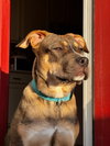 Honey - Photo 2