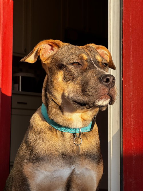 HONEY - Shepherd available for adoption