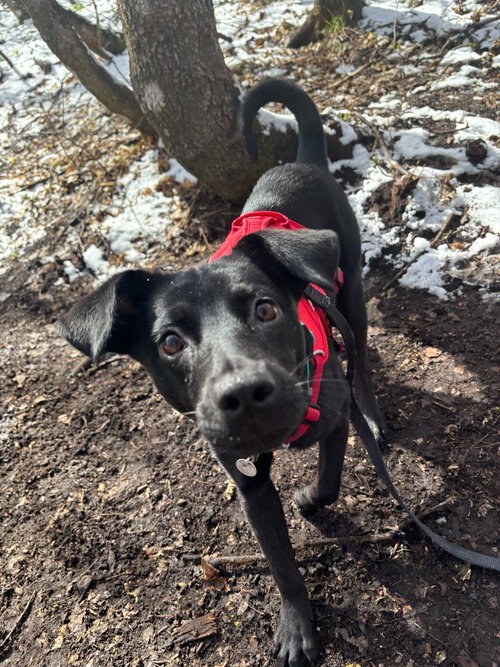 SHADOW - Black Labrador Retriever available for adoption