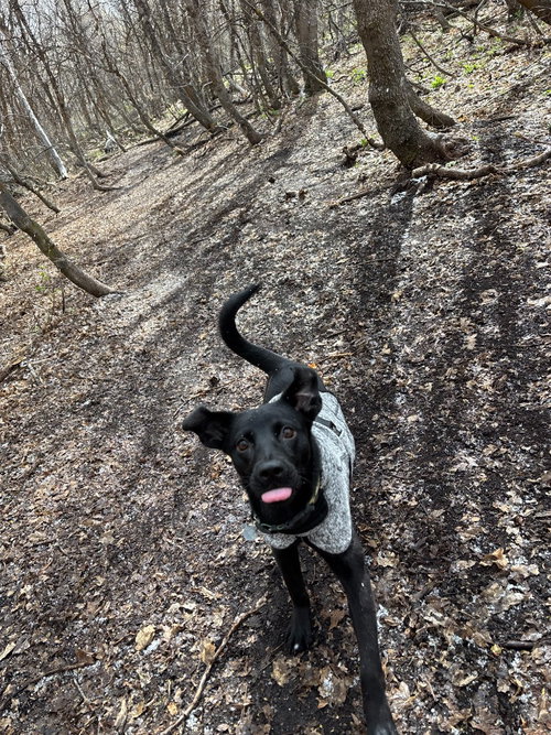 SHADOW - Black Labrador Retriever available for adoption
