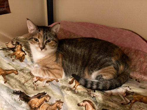 Matilda, an adoptable Domestic Short Hair in Salt Lake City, UT