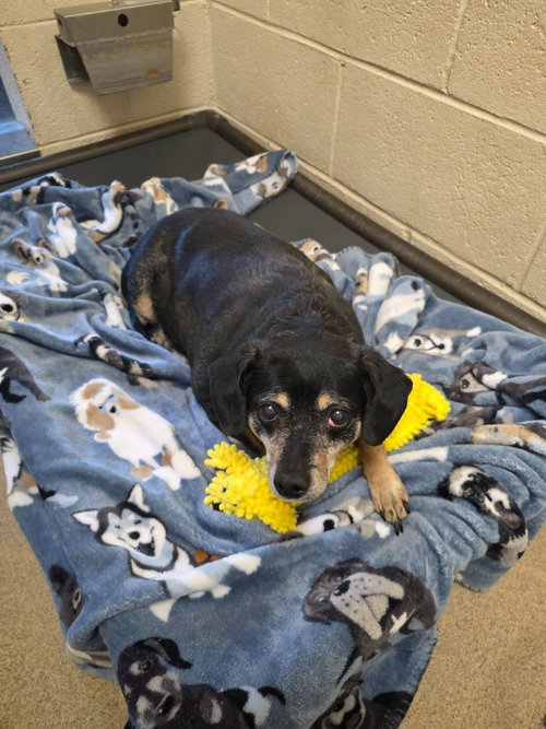 Ritz, an adoptable Chihuahua in Salt Lake City, UT