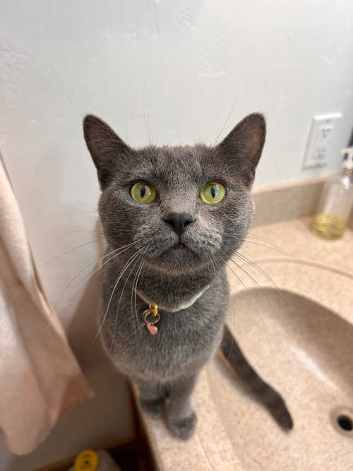 Freya, an adoptable Domestic Short Hair in Salt Lake City, UT