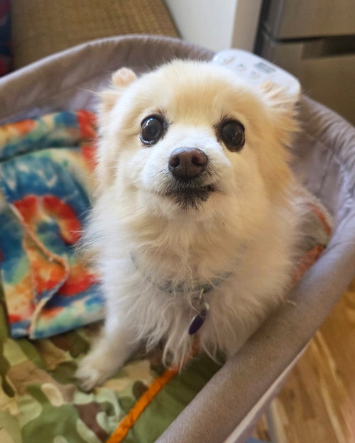 MILKY - Pomeranian available for adoption