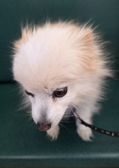 MILKY - Pomeranian available for adoption