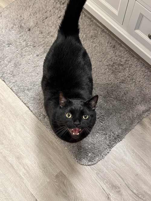 T'Challa, an adoptable Domestic Short Hair in Salt Lake City, UT
