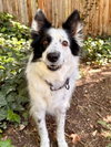 Koda - Photo 1