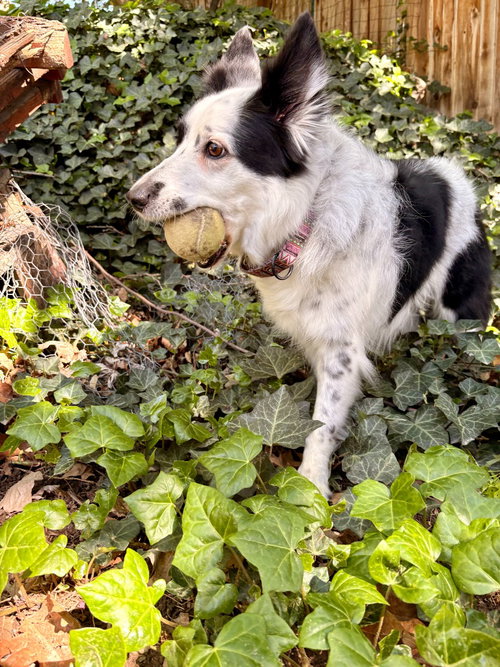 KODA - Border Collie available for adoption