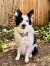 Koda - Photo 4