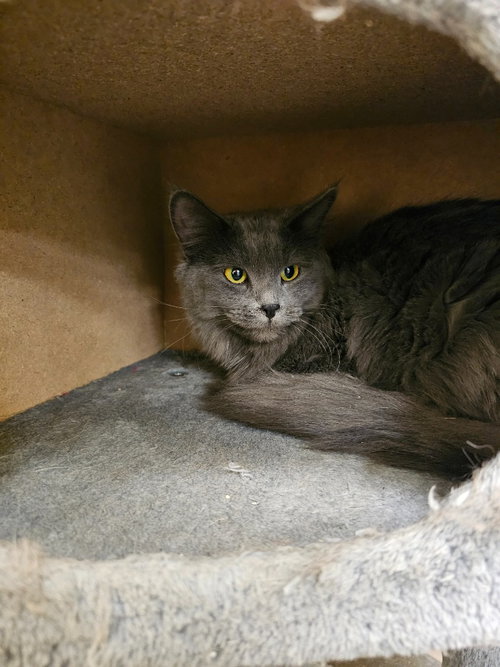 Smokie, an adoptable Domestic Long Hair in Salt Lake City, UT