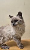 Fluffy - Photo 1