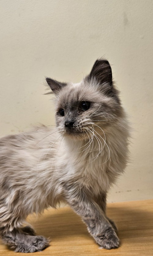 Fluffy, an adoptable Domestic Medium Hair in Salt Lake City, UT