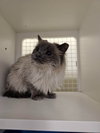 Fluffy - Photo 2