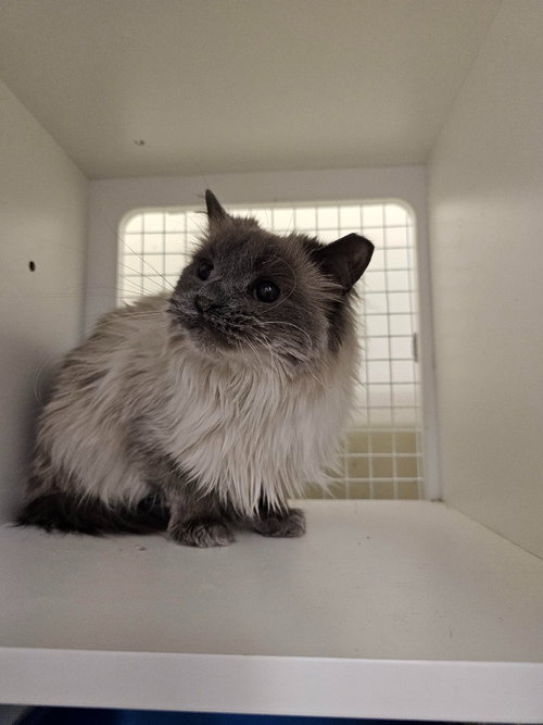 FLUFFY - Domestic Medium Hair available for adoption
