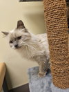 Fluffy - Photo 3