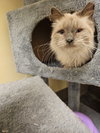 Fluffy - Photo 4