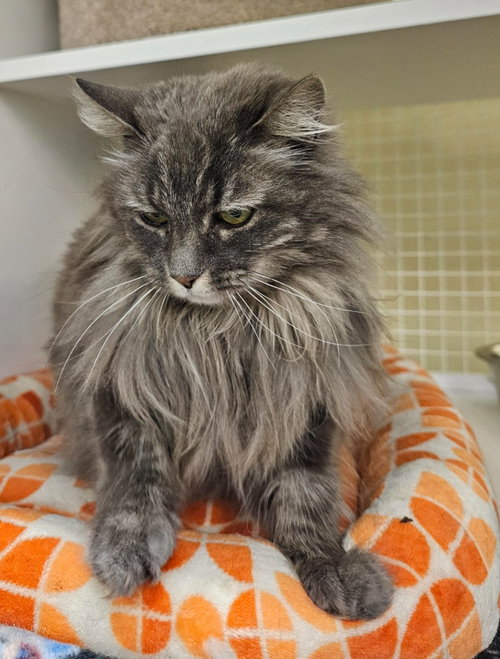 Shadow, an adoptable Domestic Long Hair in Salt Lake City, UT