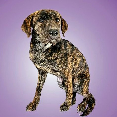 Lucy Image