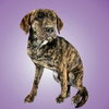 Lucy - Photo 1