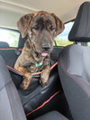 Lucy - Photo 3
