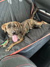 Lucy - Photo 4
