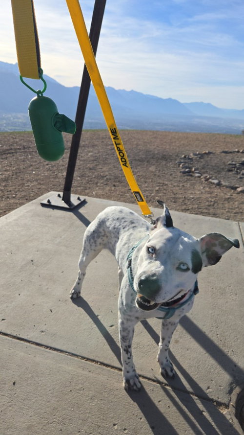BLUE CHEESE - Australian Cattle Dog/Blue Heeler / Terrier available for adoption