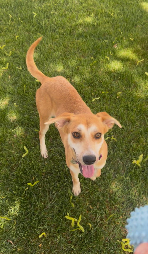 PANCAKE - Labrador Retriever available for adoption