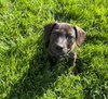 Bowser - Photo 1