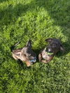 Bowser - Photo 2