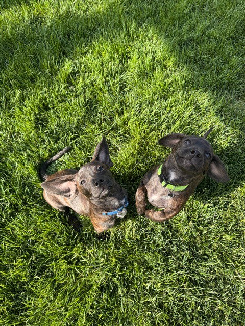 BOWSER - Dachshund / Hound available for adoption