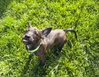 Bowser - Photo 3