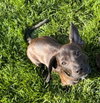 Luigi - Photo 2