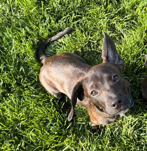 LUIGI - Dachshund / Hound available for adoption