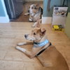 Rupert - Photo 2