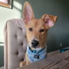 Rupert - Photo 3