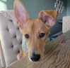 Rupert - Photo 4