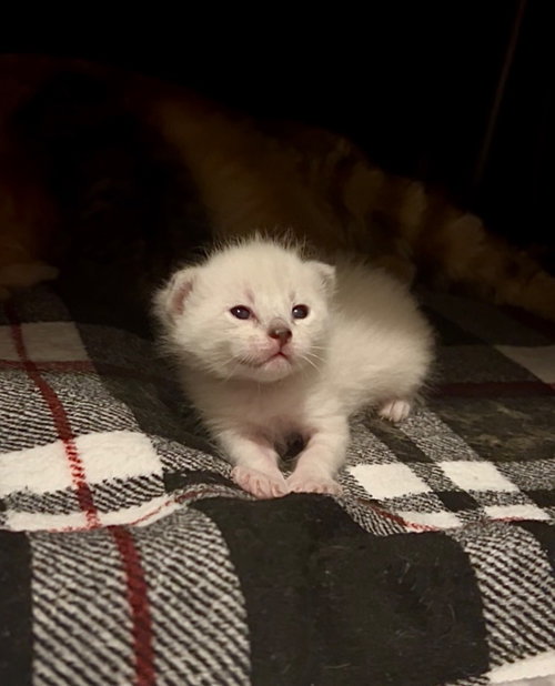 BARBARA ANN - Domestic Short Hair available for adoption