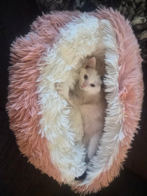 Bella, an adoptable Domestic Short Hair in Salt Lake City, UT