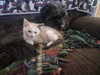Bella - Photo 2