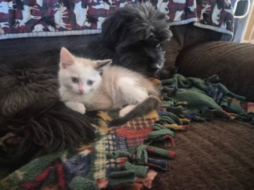 BELLA - Domestic Short Hair available for adoption