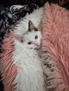Bella - Photo 3