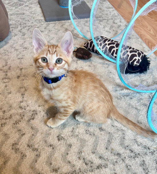 BENNIE - Domestic Short Hair available for adoption