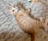 Bennie - Photo 2